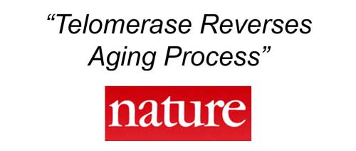 increase your telomerase enzyme with meditation